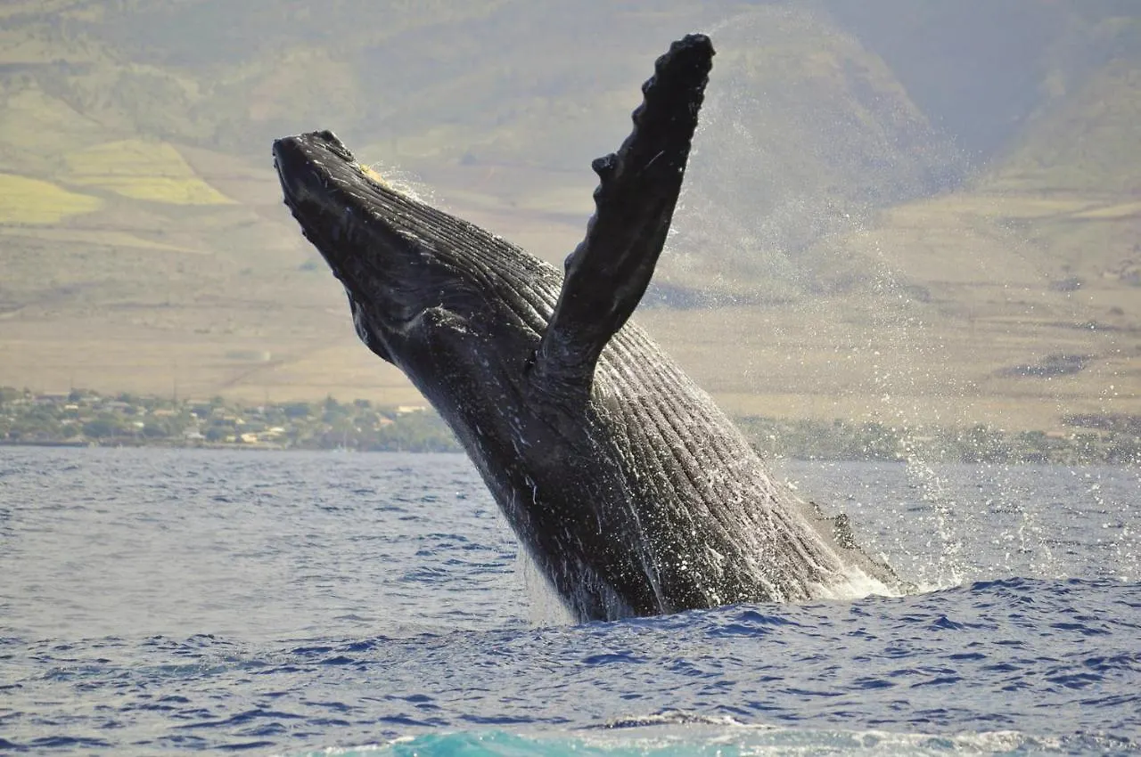 Papakea A301 Villa Kahana United States